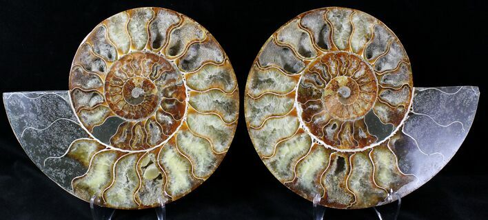 Large Split Agatized Ammonite Fossil #21589